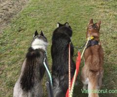 Petsitting & dresaj câini- experianța cu câini dificili anxioși