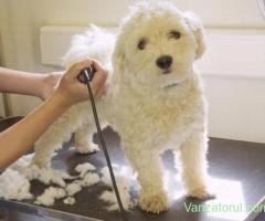Frizerie canina Tund acasa catei pisicute Grooming Caine Caini Pisici Sector 5 Rahova Ghencea
