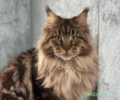 vand femela maine coon,7 luni vaccinata si deparazitata comform varstei