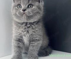 Pui British Shorthair Blue
