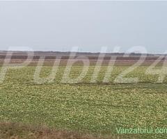 Teren vanzare 5.40 ha ,95 ml front,Mandruloc Arad