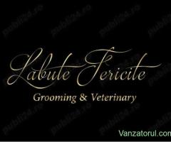 Angajare Medic Veterinar