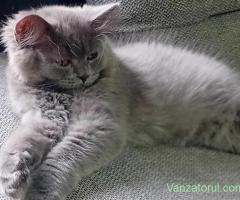 British Shorthair blue