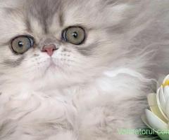 pomeranian deosebit cu pedigree