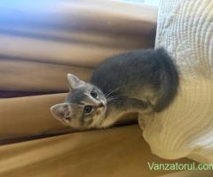 Puiut de British Shorthair