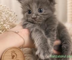 puiuti maine coon