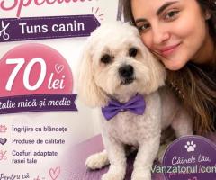 Tuns Căței Torontalului