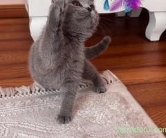 Pisici british shorthair blue