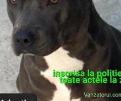 Amstaff Blue fata Adoptie