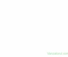 Angajez muncitor la animale vaci