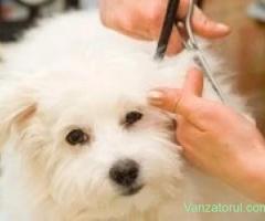 Tund la domiciliu cătei, pisicute, Frizerie canina Sector 5 4 6 Rahova Militari Berceni Dristor