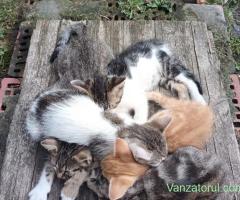 Pisici spre adopție