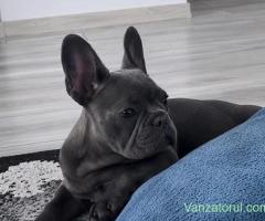 Bulldog Francez femelă blue disponibilă