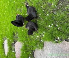 Bantam negru găinușe -import
