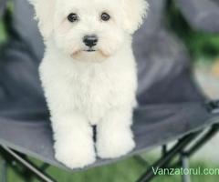 Pui bichon frisé cu pedigree AChR, din părinți cu rezultate excelente în competiții canine