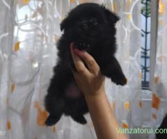 Pui de pomeranian