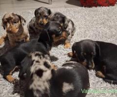 Căței Teckel (Dachshund) cu blană merle și negru-foc își caută familii iubitoare!