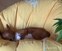 Vinkey își caută familia potrivită (adopție)