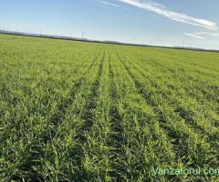 Arendez si cumpar teren agricol