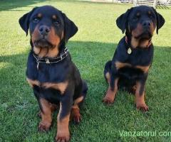 Pui Rottweiler femela