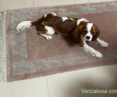 Cavalier King Charles Spaniel
