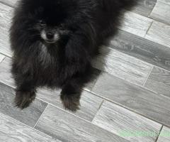 schimb pomeranian