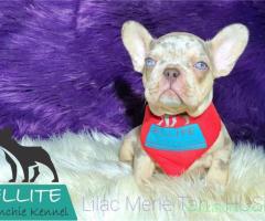 Bulldog Francez - Ellite Kennel, Lilac Merle Tan, Blue Merle Tan, Lilac Tan Isabella carrier - sale