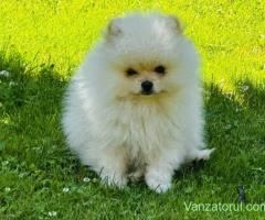 Vând pui Pomeranian toy