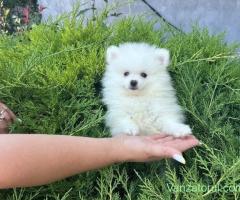 Pomeranian mini spitz