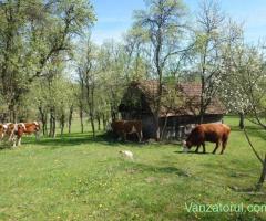 Teren intravilan si extravilan Luncoiu de Jos