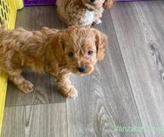 pui de cavapoo