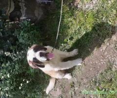 Ofertă pui Saint Bernard