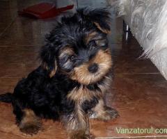 Yorkshire Terrier 3 luni jumate