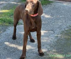 Vând brac german cu pedigree