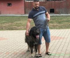 2 masculi Caucasian de un 1 an si 2.5 ani