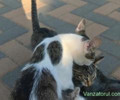 Adoptie pisicuțe frumoase