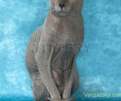 RARITATE pui pisica fara par Donskoy Don Sphynx cu pedigree