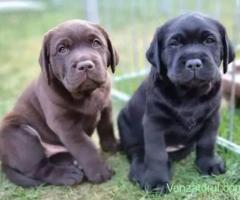 catelusi labrador retriever