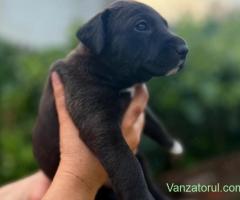 Puiuti Amstaff disponibili