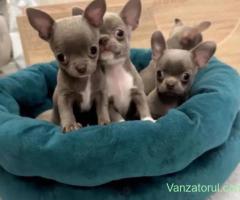 Mini catelusi Chihuahua