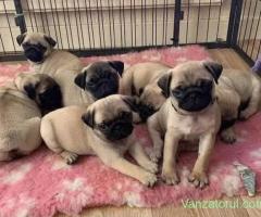 catelusi mops