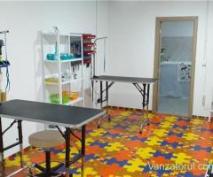 Salon canin tuns caini Timisoara