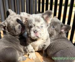 Pui de bulldog francez adorabili, sănătoși și drăguți, disponibili acum