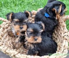 Pui de Yorkshire Terrier minunați, gata să-și găsească un cămin permanent