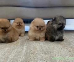 Pui de Pomeranian loiali, iubitori și sănătoși, gata să-și găsească un cămin