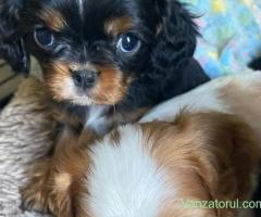 Vino să descoperi dragostea pe care ți-o oferă puii noștri sănătoși de rasă Cavalier King Charles
