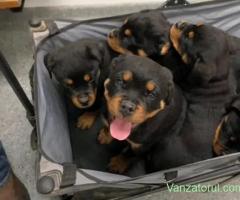 Dacă ești în căutarea unui companion, încearcă un rottweiler