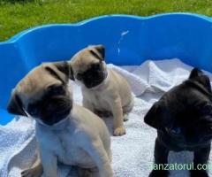 Puii de pug din rasa Adoration sunt acum gata să-și găsească noi cămine