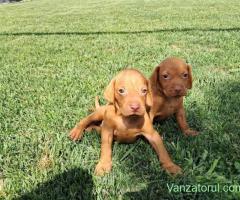 Pui Vizsla Maghiară (Brac Maghiar) 5 Fetițe și 4 Băieței
