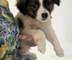 Donez cățelușa metis bichon